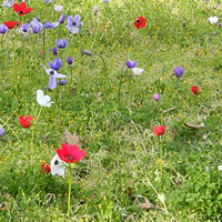 Wildflowers